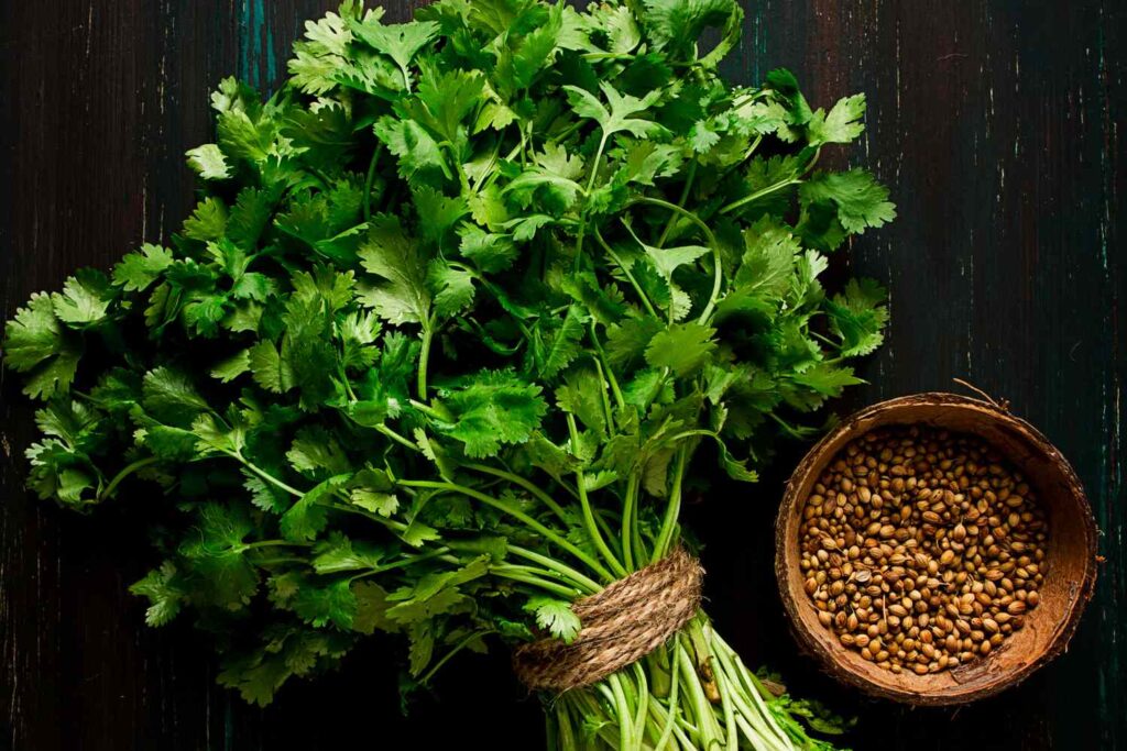 Coriander (Dhania)