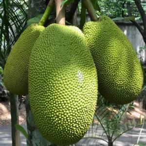 Jackfruit