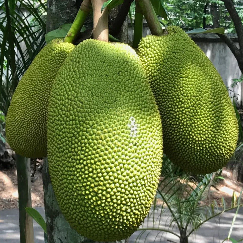 Jackfruit