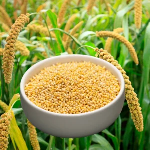 Fox Millets